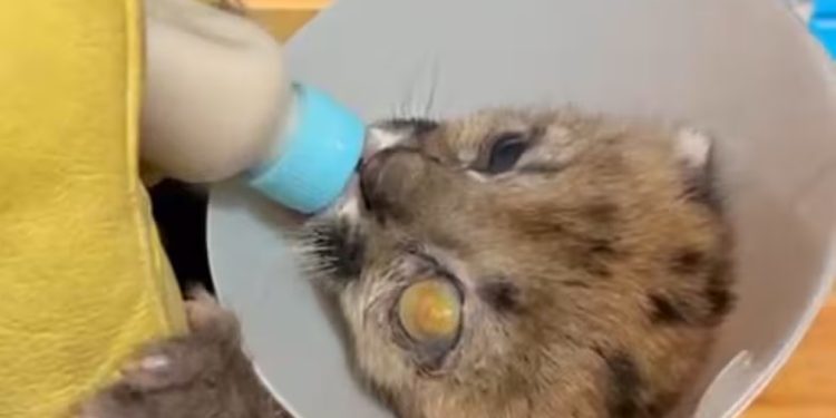 A filhote de puma Malvina foi encontrada em estado crítico após ser atropelada — Foto: Reprodução via La Nacion