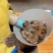 A filhote de puma Malvina foi encontrada em estado crítico após ser atropelada — Foto: Reprodução via La Nacion