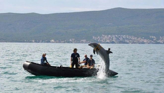 Golfinhos militares no Estreito de Ormuz? EUA descartam uso na hidrovia, mas mantêm treinamento desde 1959