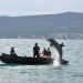 Golfinhos militares no Estreito de Ormuz? EUA descartam uso na hidrovia, mas mantêm treinamento desde 1959