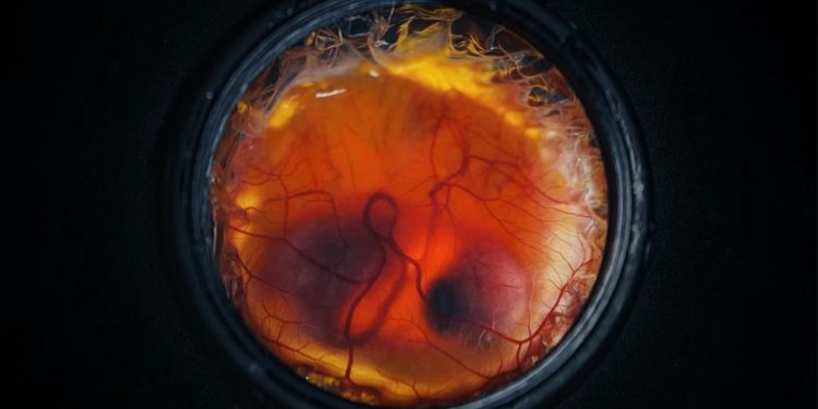 Ovo artificial com membrana de silicone pode ser 'chave' para reviver espécies extintas — Foto: Reprodução: Colossal Biosciences