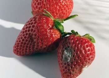 Uma fruta mofada estraga a caixa inteira?