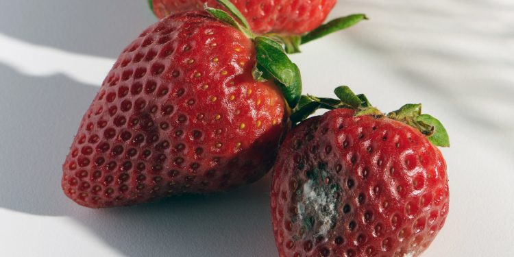 Uma fruta mofada estraga a caixa inteira?