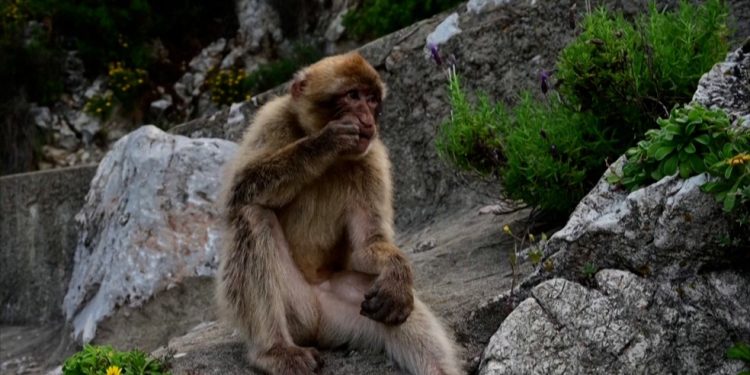 Macacos de Gibraltar comem terra em processo de desintoxicação de alimentos não saudáveis, revela estudo — Foto: JORGE GUERRERO / diversas fontes / AFP