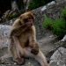 Macacos de Gibraltar comem terra em processo de desintoxicação de alimentos não saudáveis, revela estudo — Foto: JORGE GUERRERO / diversas fontes / AFP