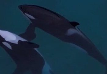 Imagens mostram orcas abandonadas em parque marinho desativado na França