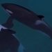 Imagens mostram orcas abandonadas em parque marinho desativado na França