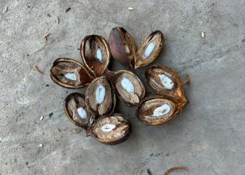 Coco de piaçava: como o produto tradicional da Bahia ganhou espaço no mercado islâmico