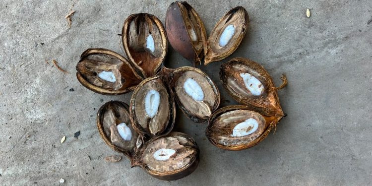 Coco de piaçava: como o produto tradicional da Bahia ganhou espaço no mercado islâmico