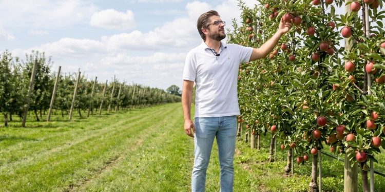 Colheita tardia e frio deixam as maçãs desta safra mais doces: entenda o chamado ‘pingo de mel’ nas frutas