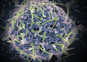 Ebola se esconde no sistema nervoso central, descobre estudo