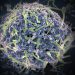 Ebola se esconde no sistema nervoso central, descobre estudo