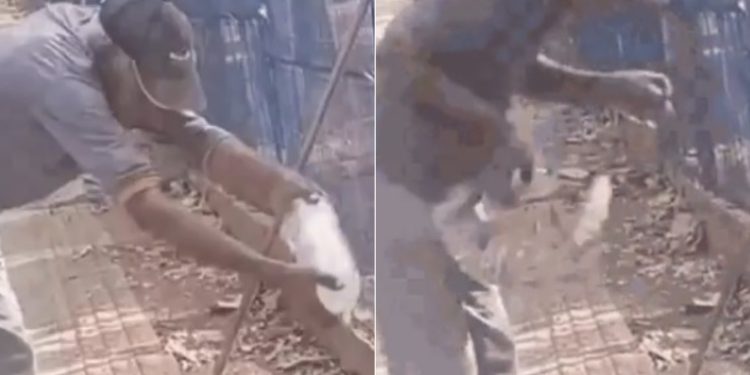 Lagarto arranca parte do dedo de homem que tentou dar água ao animal em horto florestal de MT; veja vídeo