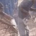 Lagarto arranca parte do dedo de homem que tentou dar água ao animal em horto florestal de MT; veja vídeo