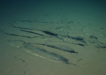 Uma nova espécie de baleia, embora extinta, também foi identificada entre os quase 500 esqueletos encontrados a até 7.000 metros de profundidade ao longo de um corredor de ossos de 1.200 quilômetros no Oceano Índico, a oeste da Austrália — Foto: DIVULGAÇÃO / TENDÊNCIA GLOBAL, IDSSE / AFP