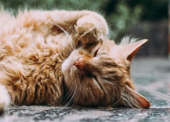 Gato — Foto: Unsplash