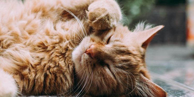 Gato — Foto: Unsplash