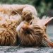 Gato — Foto: Unsplash