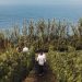 Vinhedo da Blandy's na Ilha da Madeira: influência do Oceano Atlântico — Foto: Divulgação Blandy's