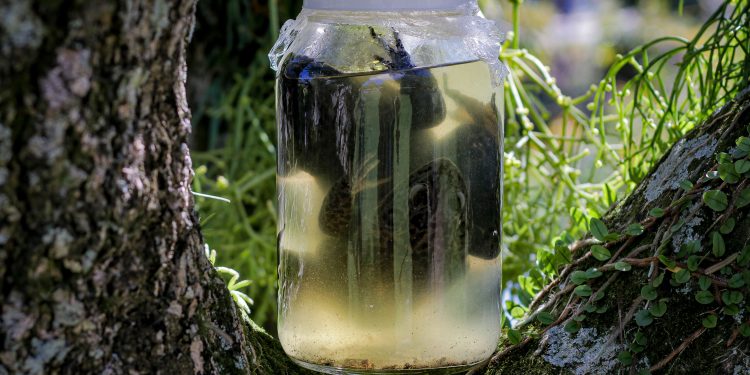 Rã-touro 'muge' e é considerada perigosa e invasora; conheça a espécie em monitoramento em Florianópolis