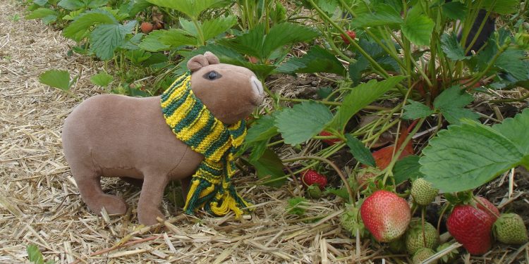 Strawberry fields forever