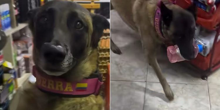 'Cãotendente': cachorra viraliza nas redes sociais trabalhando como atendente e recomendando cura para ressaca; veja vídeo
