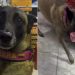 'Cãotendente': cachorra viraliza nas redes sociais trabalhando como atendente e recomendando cura para ressaca; veja vídeo
