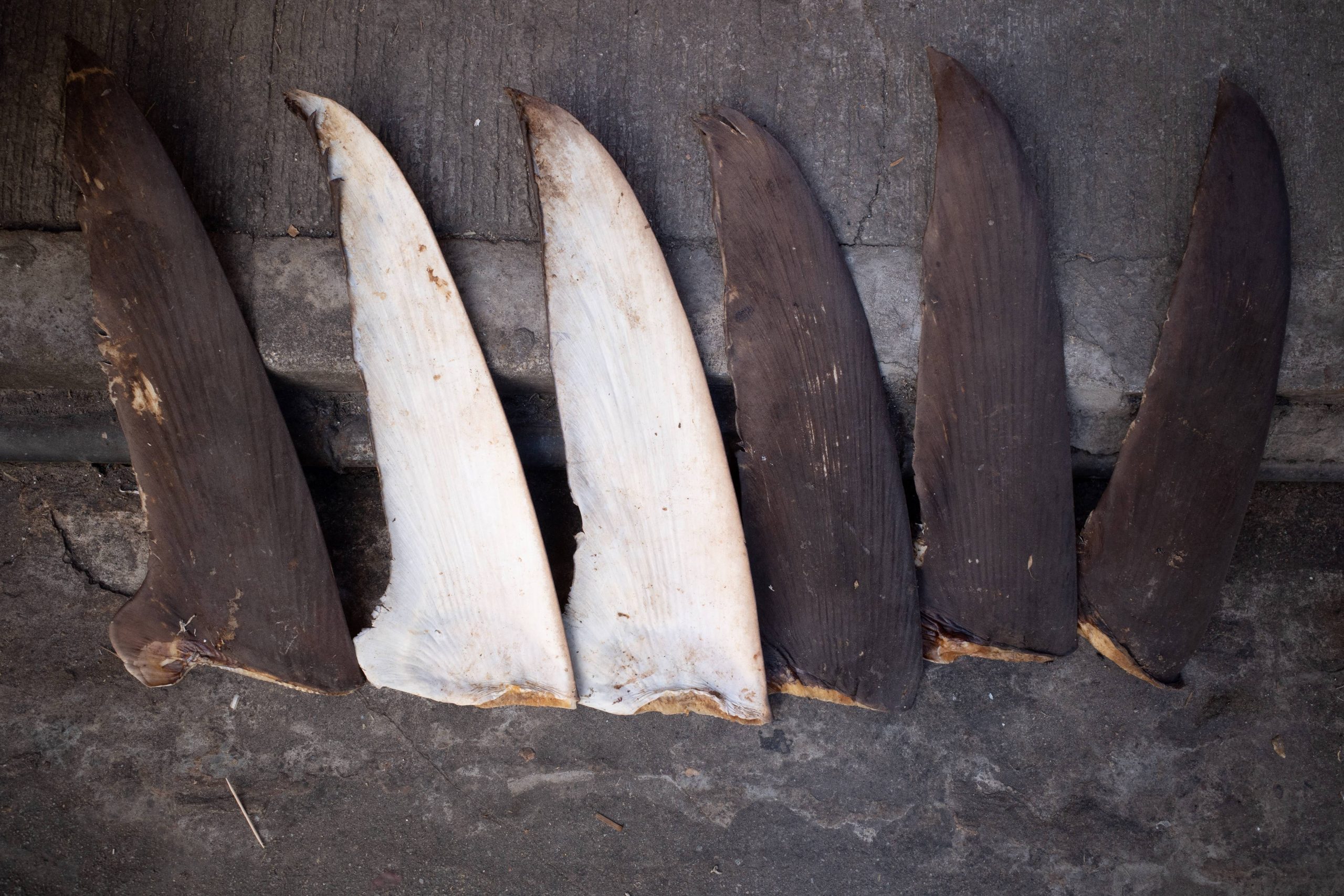 'Finning', prática cruel de mutilar animais ainda vivos, é usada no tráfico de barbatanas de tubarão; entenda