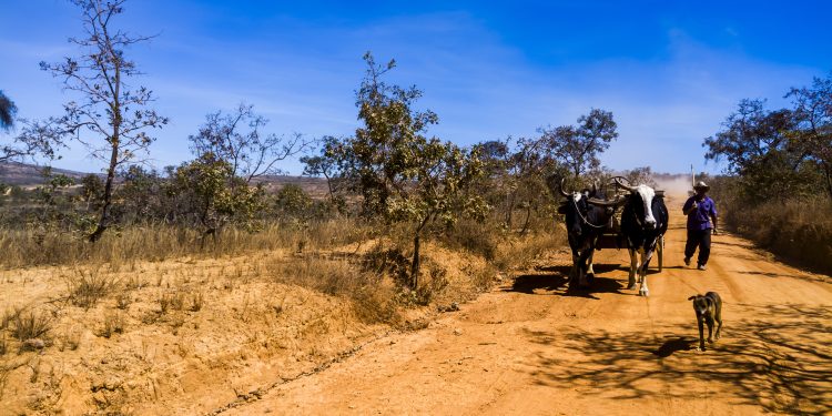 'Grande sertão: veredas', 70 anos: Expedições mostram que paisagens humanas e naturais se mantêm fiéis às descrições de Guimarães Rosa