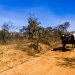 'Grande sertão: veredas', 70 anos: Expedições mostram que paisagens humanas e naturais se mantêm fiéis às descrições de Guimarães Rosa