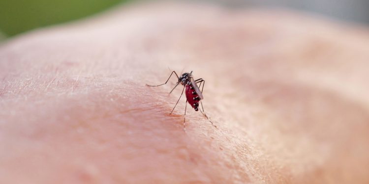 'Super El Niño' pode mais que dobrar casos de dengue no sudeste, mostra estudo