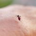 'Super El Niño' pode mais que dobrar casos de dengue no sudeste, mostra estudo