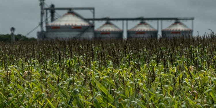 Agro bate recorde de produção, mas falta espaço para armazenar grãos