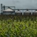 Agro bate recorde de produção, mas falta espaço para armazenar grãos
