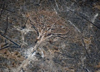Área queimada no Brasil em 2025 é 31% menor que a média das quatro últimas décadas, aponta MapBioma