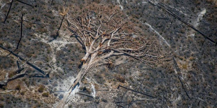 Área queimada no Brasil em 2025 é 31% menor que a média das quatro últimas décadas, aponta MapBioma