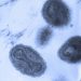 Cientistas acham DNA de vírus da varíola europeu em múmias chilenas de 500 anos