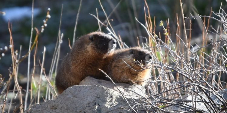 Cientistas criam conta no OnlyFans com fotos de marmotas para financiar pesquisas após cortes do governo Trump