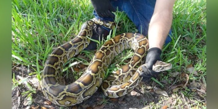 Competição anual de caça a pítons invasoras na Flórida tem prêmio de R$ 50 mil; vencedora de 2025 capturou 60 serpentes