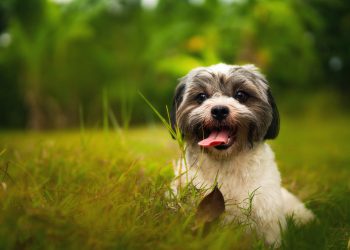 Dor de barriga, tédio ou deficiência nutricional: por que os cachorros comem grama?