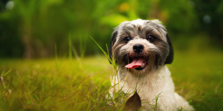 Dor de barriga, tédio ou deficiência nutricional: por que os cachorros comem grama?