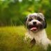 Dor de barriga, tédio ou deficiência nutricional: por que os cachorros comem grama?