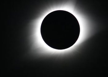 Eclipse solar em agosto: o que acontece com os animais e como isso altera seus ciclos naturais?