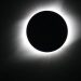 Eclipse solar em agosto: o que acontece com os animais e como isso altera seus ciclos naturais?