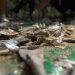 Lixo encontrado na Praia Vermelha, na urca, durante mutirão de limpeza do Projeto Verde Mar deste ano — Foto: Projeto Verde Mar / Divulgação