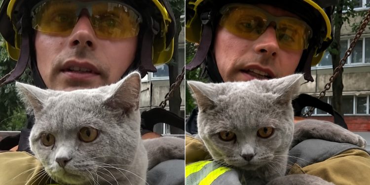Gata é resgatada sob escombros em Kiev após ataque russo destruir prédio; veja vídeo
