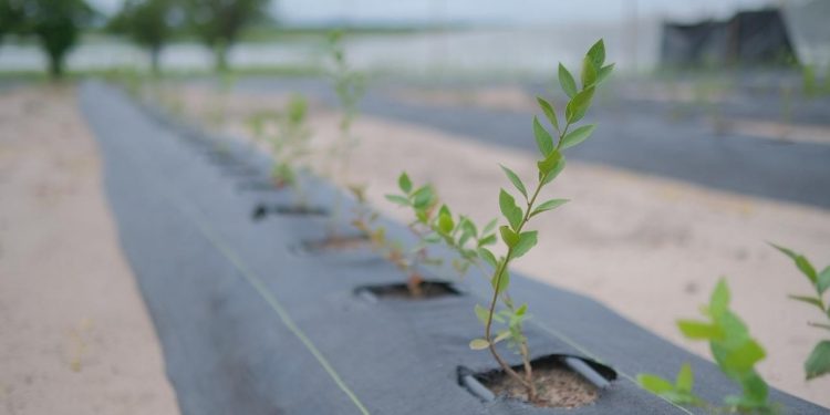 Golden Agro inicia colheita de mirtilos e aprova expansão