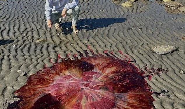 Maiores águas-vivas do mundo invadem praias dos EUA e geram alerta pela toxidade