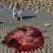 Maiores águas-vivas do mundo invadem praias dos EUA e geram alerta pela toxidade