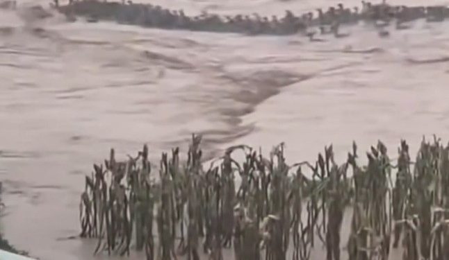 Mais de 900 cobras escapam de criadouro após enchentes e invadem ruas no sul da China; veja vídeo